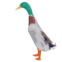 Canard